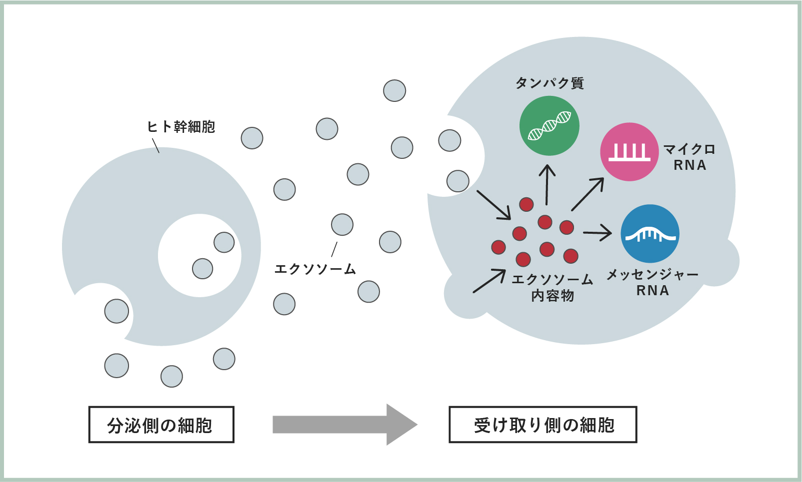 エクソソーム説明画像