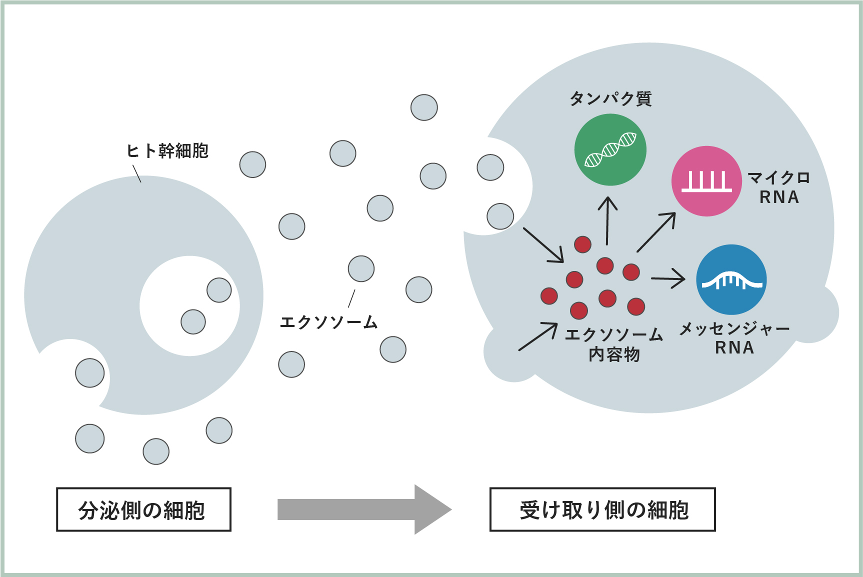 エクソソーム説明画像